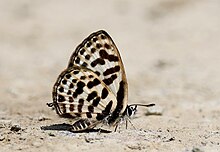 Close wing position of Tarucus waterstradti (Druce, 1895) - Separate Pierrot.jpg