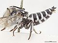 Coelioxys froggatti m.jpg