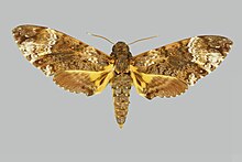 Coelonia fulvinotata fulvinotata BMNHE274143 up.jpg femme