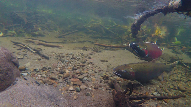 File:Coho Spawning on the Salmon River (15716446853).jpg