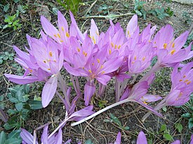 Colchicum herfst