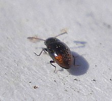 Atomaria Coleoptera - Atomaria basalis%3F (3396483294).jpg