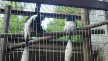 Datei:Colobus guereza-2010.ogv