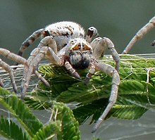 S. dumicola on its web Colonial Spiders (Stegodyphus dumicola) (6607372243), crop1.jpg