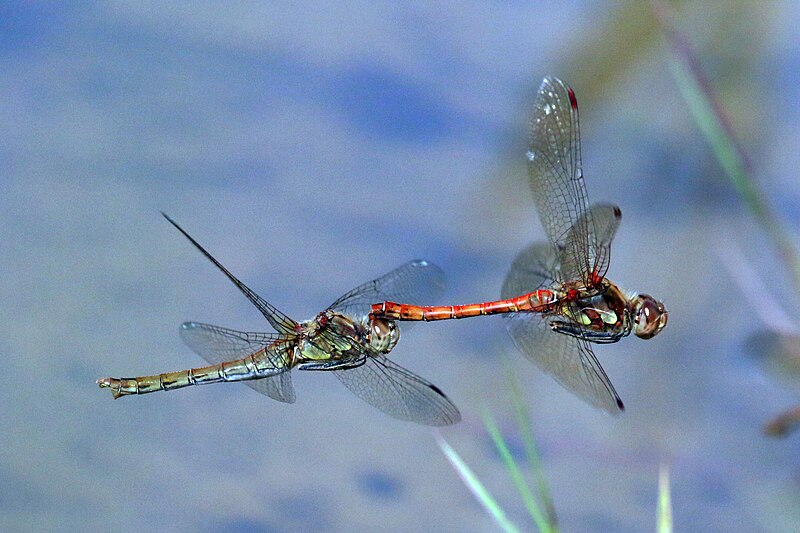 File:Common darters (Sympetrum striolatum) tandem in flight .jpg