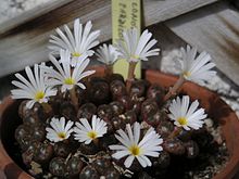 Conophytum pardicolor.jpg