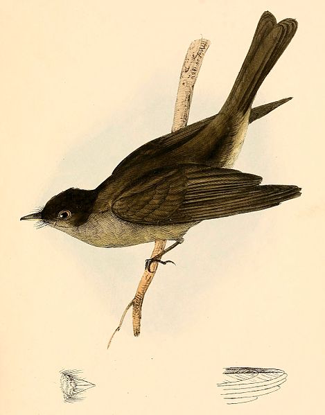 File:Contopus cinereus 1841.jpg