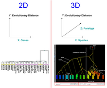 Both trees represent COG1222. Contrast between 2-dimensional phylogeny and 3-dimensional phylogeny.webp