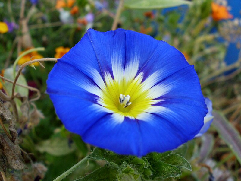 File:Convolvulus tricolor - Dwarf Morning Glory.jpg