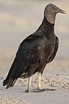 Black vulture