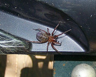 <i>Coras</i> (spider) Genus of spiders