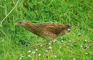 Dumpy brown bird with gray face and red legs facing left whilst walking amidst short flowering grasses toward a thicker patch of rough grasses