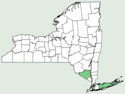 Cornus kousa NY-dist-map.png