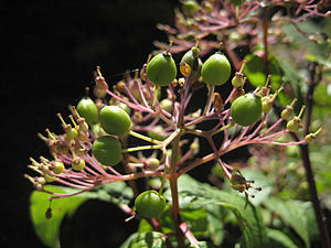 Cornus sessilis fruit cluster