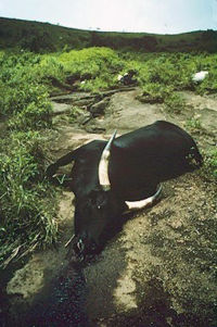 Un capo di bestiame soffocato dal gas del lago Nyos a seguito dell'eruzione di tipo limnico del 1986
