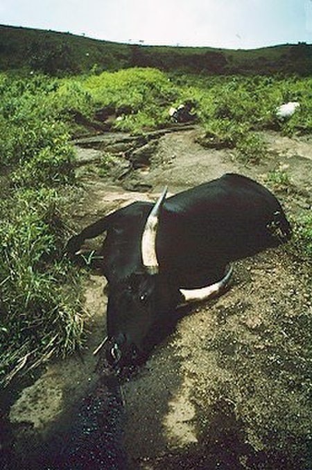 Tập_tin:Cow_killed_by_Lake_Nyos_gasses.jpg