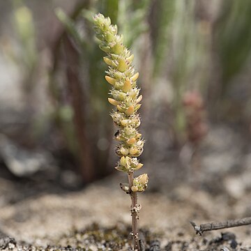 Crassula colorata