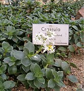 Crassula lactea