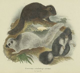 Giant bushy-tailed cloud rat species of mammal