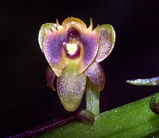 <i>Crepidium dentatum</i> Species of orchid