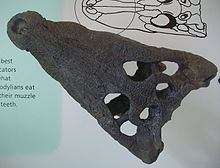 The holotype skull of "Crocodylus" affinis (AMNH 6177) on display in the American Museum of Natural History Crocodylus affinis AMNH 6177.jpg