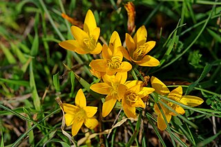 <i>Crocus graveolens</i> Species of plant in the family Iridaceae