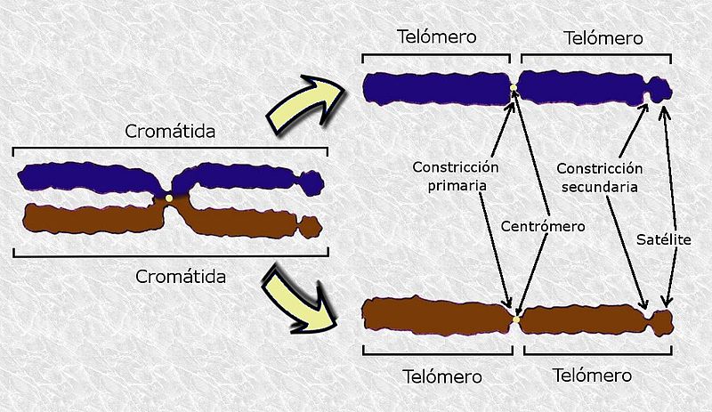 File:CromosomaMorfologia.jpg