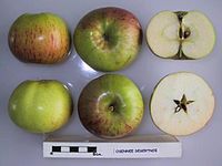 Cross section of Siugisdesert (MM106), National Fruit Collection (acc. 1976-107) .jpg