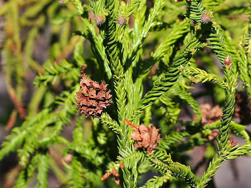 File:Cryptomeria japonica 'Rasen' Szydlica japońska 2021-04-27 02.jpg