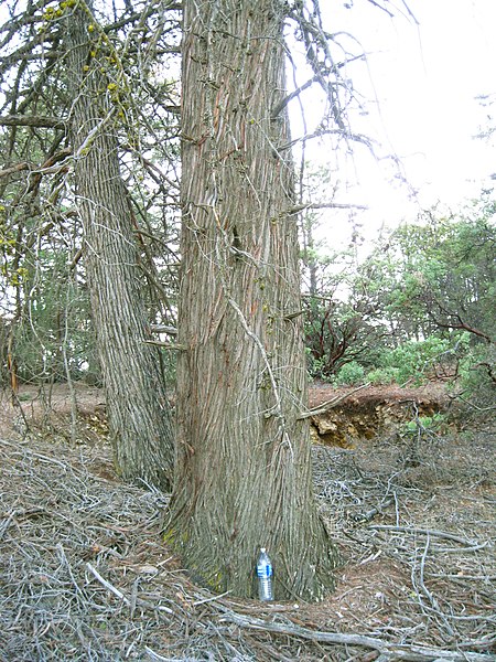 File:Cupressus sargentii Cedar Mountain.JPG