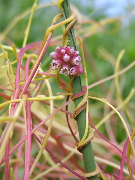 صورة:Cuscuta europaea 2005.06.12 15.07.24.jpg