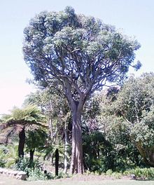 Cussonia spicata - Cabbage tree - South Africa.JPG