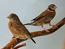 Coupe-gorge Finch RWD7.jpg