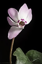 Miniatura para Cyclamen libanoticum