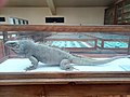 Cyclura macleayi from en:Cuba on display at Sofia University "St. Kliment Ohridski" Museum of Paleontology and Historical Geology