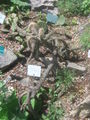 Cylindropuntia imbricata