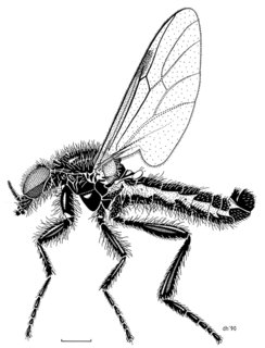 <i>Dilophus</i> Genus of flies