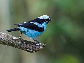 Descrizione dell'immagine Dacnis hartlaubi - Turquoise Dacnis (ritagliata) .jpg.