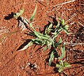 Dactyloctenium radulans habit.jpg