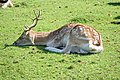 * Nomination European fallow deer (Dama dama) in Cigoland (Kintzheim, Bas-Rhin, France). --Gzen92 07:41, 2 December 2020 (UTC) * Promotion  Support Good quality. --Tournasol7 08:02, 2 December 2020 (UTC)