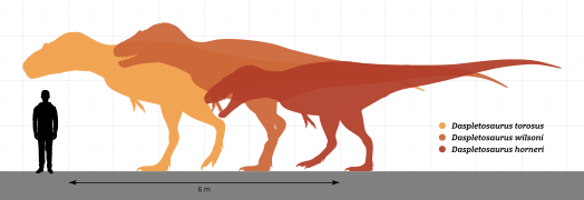 Daspletosaurus spp.