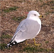 Ring-billed gull, the first British record of this American species was in Wales in 1973. It now occurs annually. Delaw.jpg
