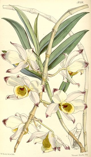 <i>Dendrobium falconeri</i> Species of orchid