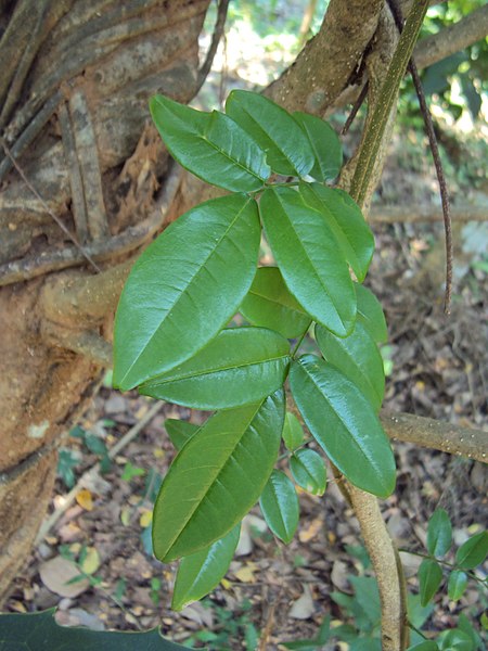 File:Derris scandens 01.JPG