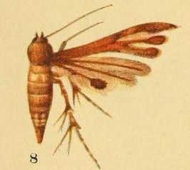 Deuterocopus socotranus