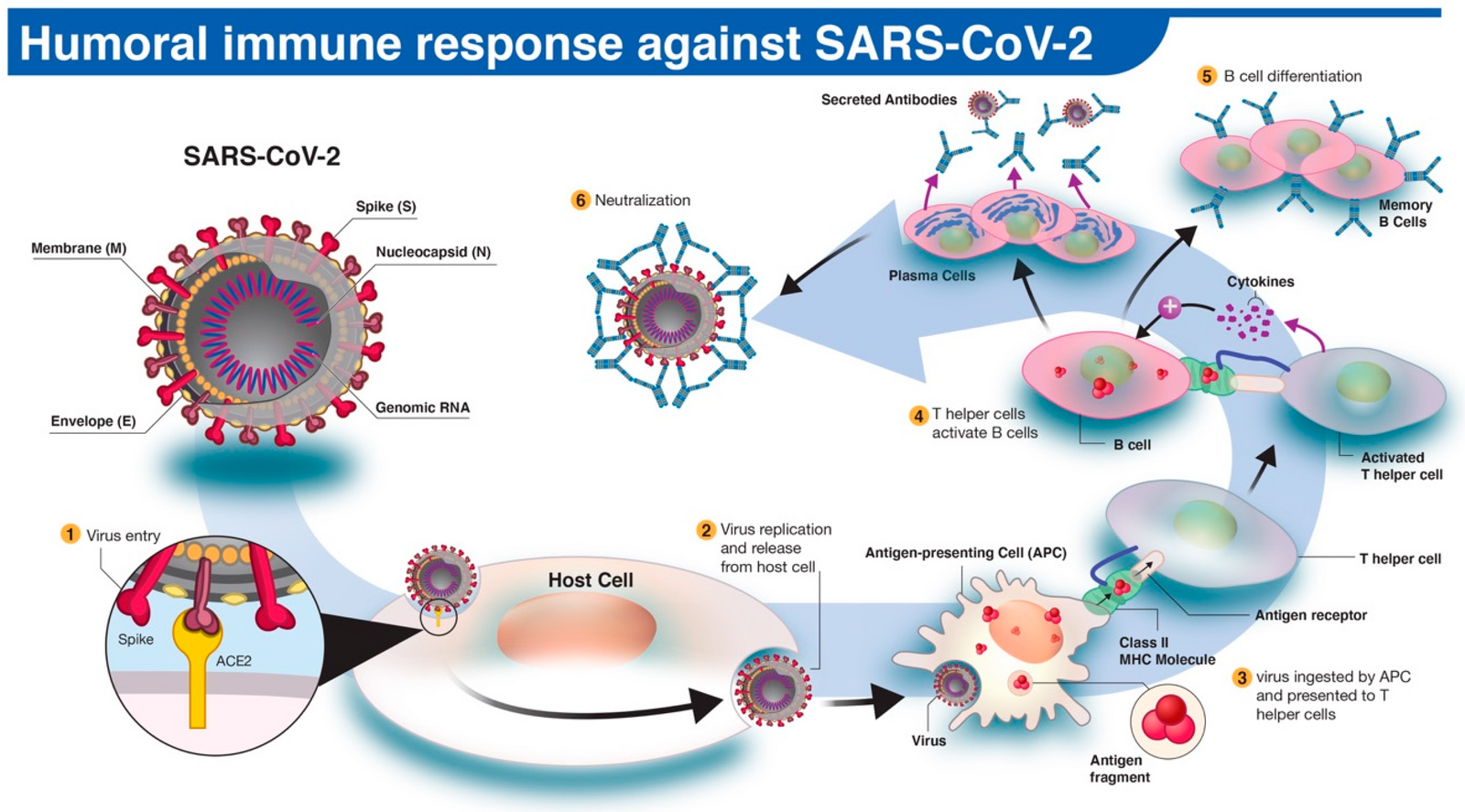 Антиген коронавирус sars cov 2