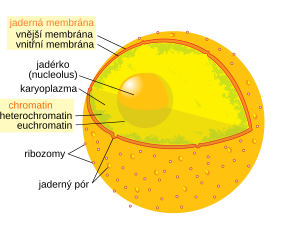 Buněčné Jádro: Historie výzkumu, Evoluční původ, Parametry