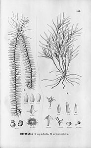 plate 102 Dichaea pendula, Dichaea graminoides