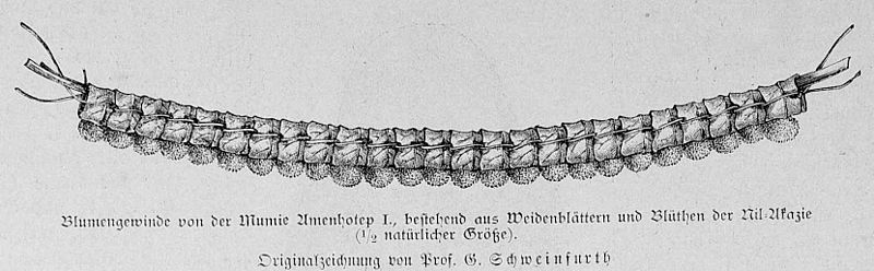 File:Die Gartenlaube (1884) b 630 1.jpg