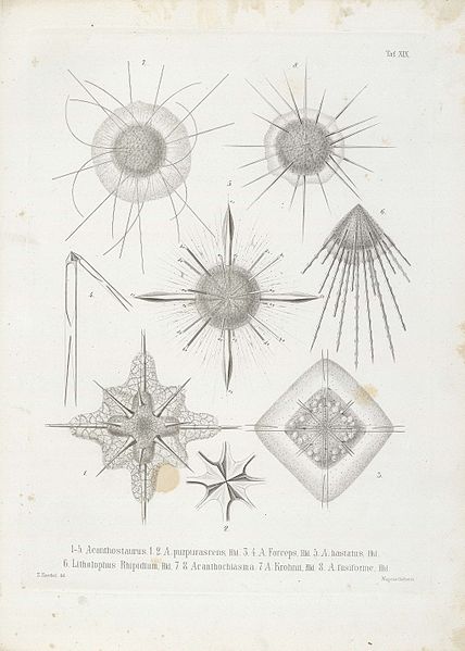File:Die Radiolarien (Rhizopoda radiata) - Ernst Haeckel - Tafel 20.jpg